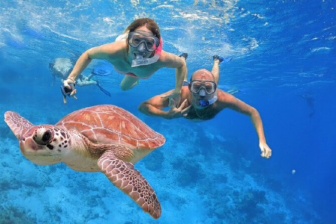 Nado con Tortugas